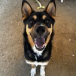 An image of Peanut. Peanut is a Shepherd, German.