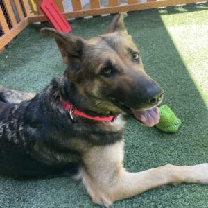 An image of Ashley. Ashley is a Shepherd, German.