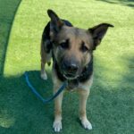An image of Ashley. Ashley is a Shepherd, German.