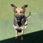 An image of Ashley. Ashley is a Shepherd, German.