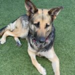 An image of Ashley. Ashley is a Shepherd, German.