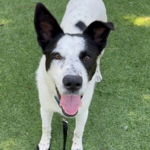 An image of Albie. Albie is a Collie, Border.