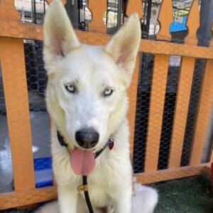 An image of Cloudy. Cloudy is a Shepherd, German.