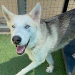 An image of Cloudy. Cloudy is a Shepherd, German.
