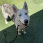 An image of Cloudy. Cloudy is a Shepherd, German.