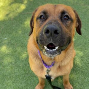 An image of Captain. Captain is a Shepherd.
