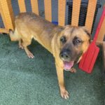 An image of Captain. Captain is a Shepherd.