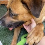 An image of Captain. Captain is a Shepherd.