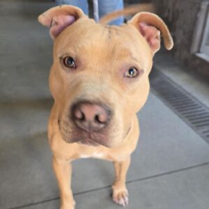An image of Suede. Suede is a Terrier, Pit Bull.