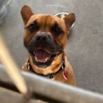 An image of Justin. Justin is a Bulldog, French.