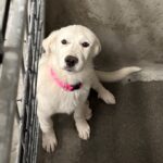 An image of Jazz. Jazz is a Pyrenees, Great.