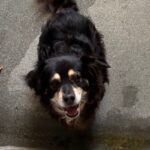 An image of Donna. Donna is a Chihuahua, Long Coat.