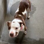 An image of Sunshine. Sunshine is a Terrier, Pit Bull.