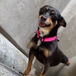 An image of Diane. Diane is a Pinscher, Miniature.