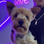 An image of Menchies. Menchies is a Terrier, Yorkshire, Yorkie.