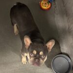 An image of Bozo. Bozo is a Bulldog, French.