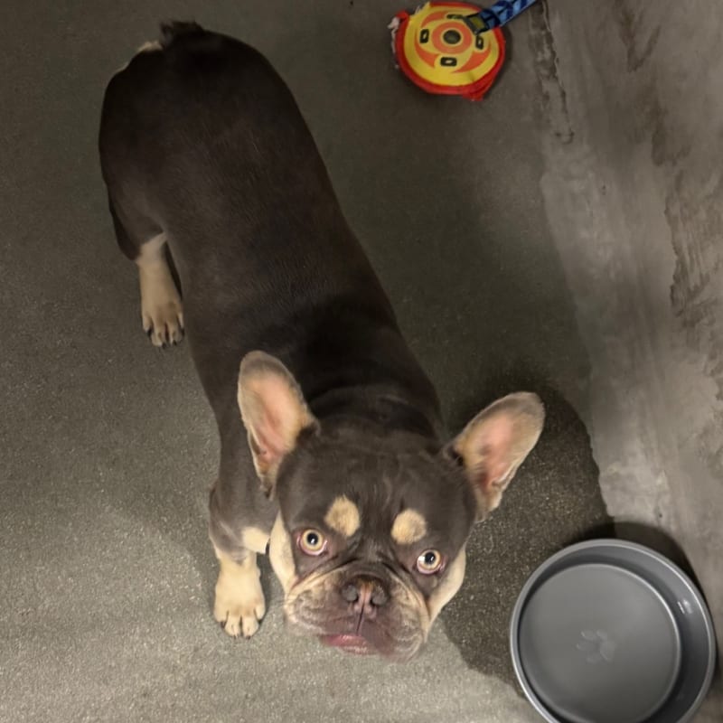 An image of Bozo. Bozo is a Bulldog, French.