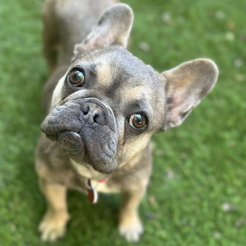 An image of Bebe. Bebe is a Bulldog, French.