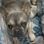 An image of Bebe. Bebe is a Bulldog, French.