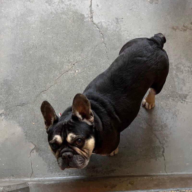 An image of Eddie. Eddie is a Bulldog, French.