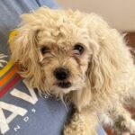 An image of Ella. Ella is a Maltese/Poodle, Miniature.