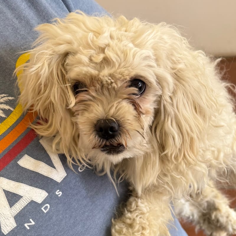 An image of Ella. Ella is a Maltese/Poodle, Miniature.