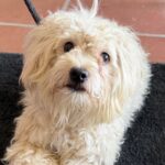 An image of Ethan. Ethan is a Maltese/Poodle, Miniature.