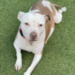 An image of Martha. Martha is a Terrier, Pit Bull.