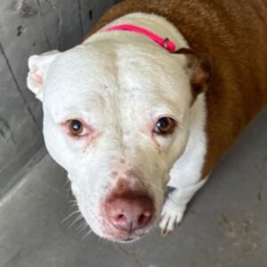 An image of Martha. Martha is a Terrier, Pit Bull.