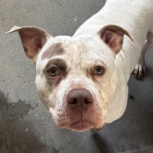 An image of Yogi. Yogi is a Terrier, Pit Bull.