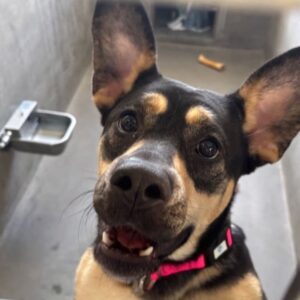 An image of Beatrice. Beatrice is a Shepherd.