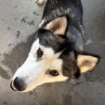 An image of Bubbles. Bubbles is a Husky.