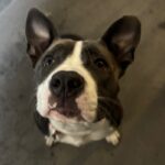 An image of Minnie. Minnie is a Terrier, Pit Bull.
