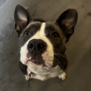 An image of Minnie. Minnie is a Terrier, Pit Bull.