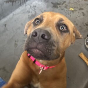 An image of Lovable. Lovable is a Terrier, Pit Bull.