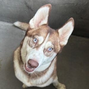 An image of Larry. Larry is a Husky.
