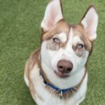 An image of Larry. Larry is a Husky.