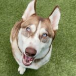 An image of Larry. Larry is a Husky.