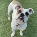 An image of Rusty. Rusty is a Bulldog, English/Boxer.