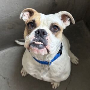An image of Rusty. Rusty is a Bulldog, English/Boxer.