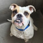 An image of Rusty. Rusty is a Bulldog, English/Boxer.