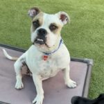 An image of Rusty. Rusty is a Bulldog, English/Boxer.