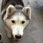 An image of Oats. Oats is a Husky.