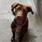 An image of Bronte. Bronte is a Retriever, Chocolate Labrador.