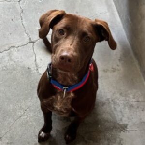 An image of Bronte. Bronte is a Retriever, Chocolate Labrador.