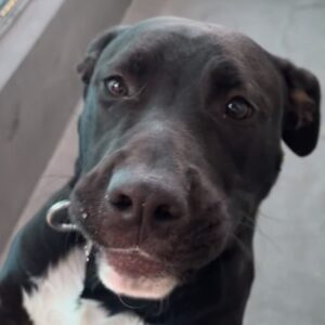 An image of Don Omar. Don Omar is a Retriever, Labrador.