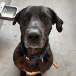 An image of Pepper. Pepper is a Great Dane.