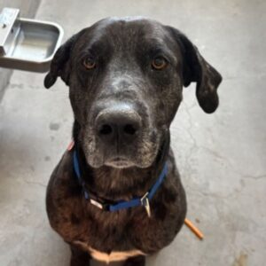 An image of Pepper. Pepper is a Great Dane.