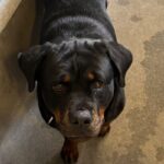 An image of Vivian. Vivian is a Rottweiler.