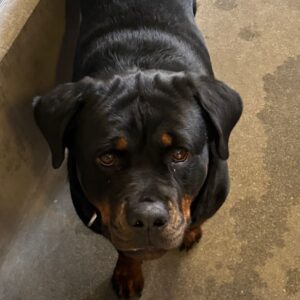 An image of Vivian. Vivian is a Rottweiler.